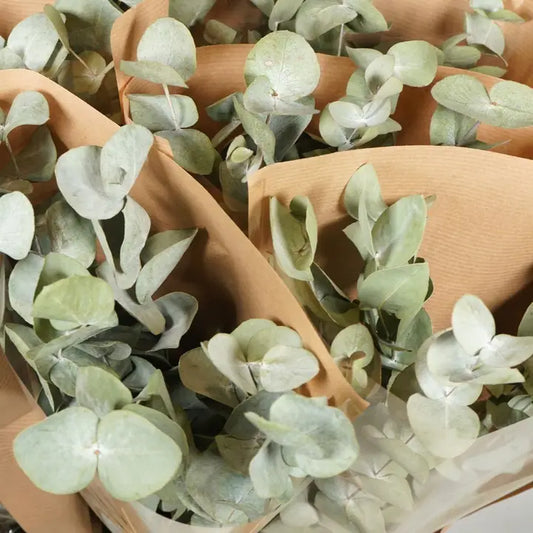 Dried Eucalyptus Bundle