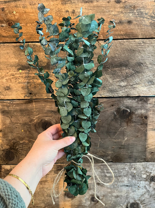 Eucalyptus Bundle